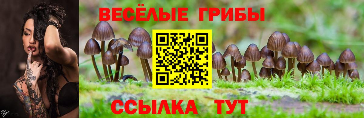 Благовещенск  Псилоцибиновые грибы прущие грибы  Вход с VPN  Псилоцибиновые грибы Cubensis 